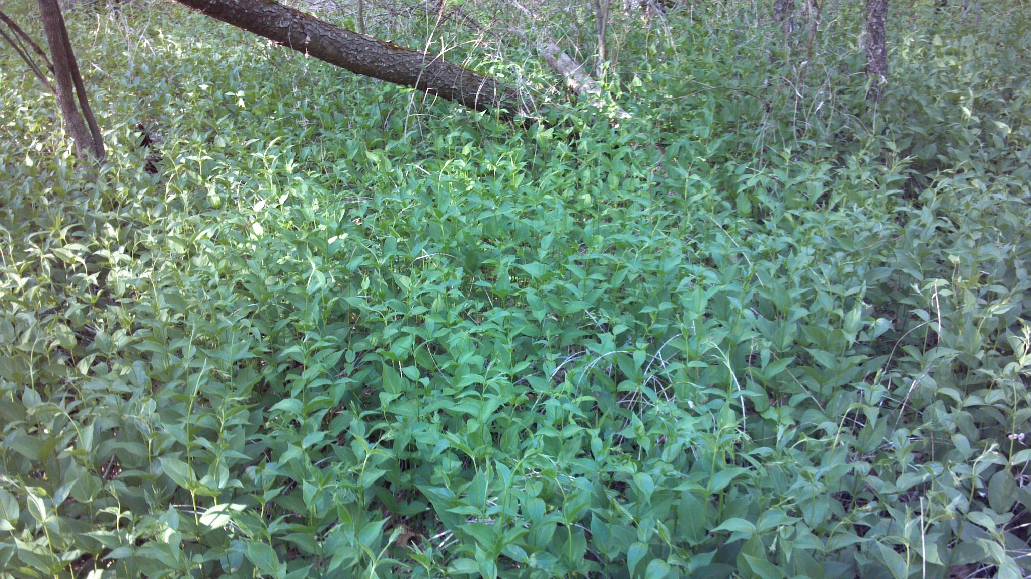 Iroquois White Corn Project