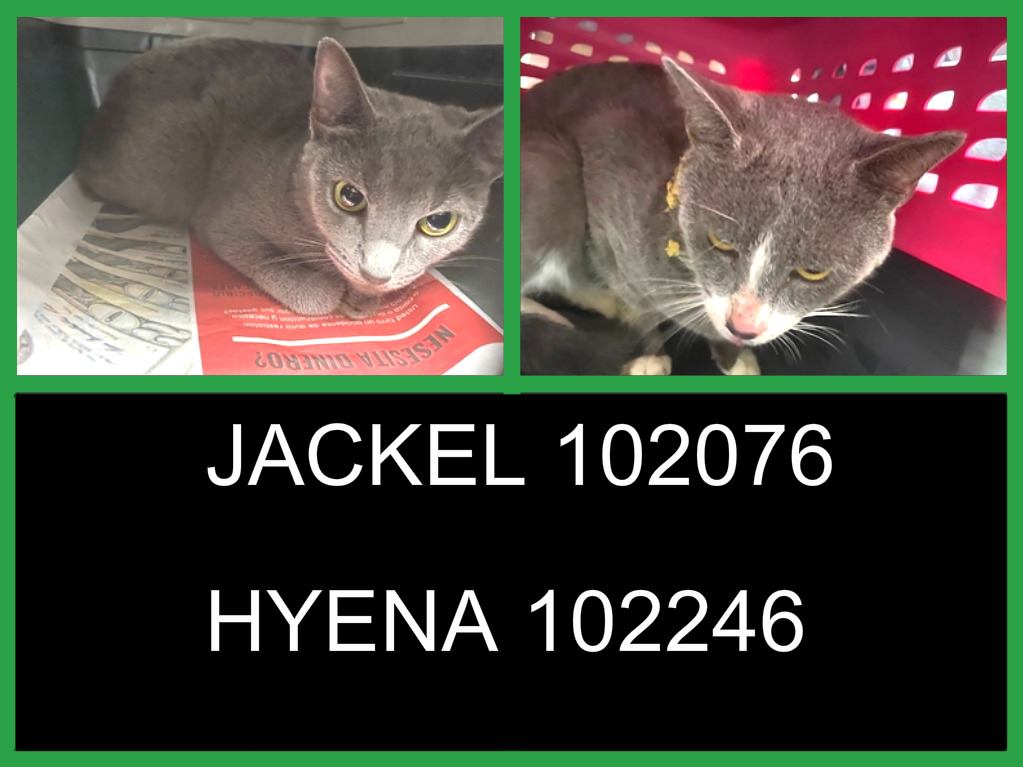NEW PHOTOS ON THREAD! * STILL... - NYC's DEATH ROW CATS | Facebook