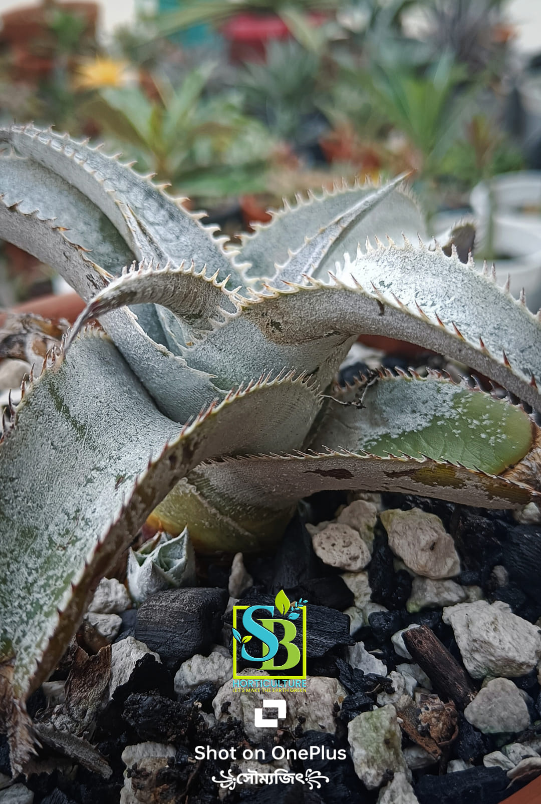 The Bill Baker clone of Dyckia dawsonii 🤩