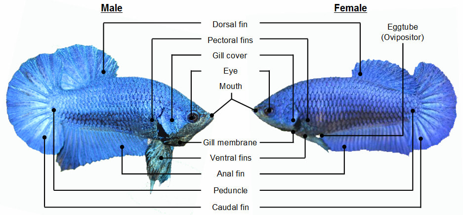 Betta Matrix - Know Your Betta fish Tail, Types &... | Facebook