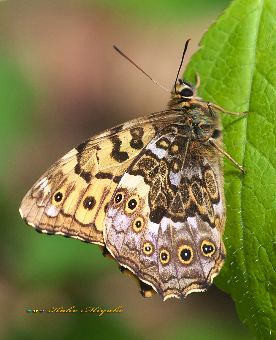 日本の蝶Japanese butterfly Okayama Pref in japan ヤマ
