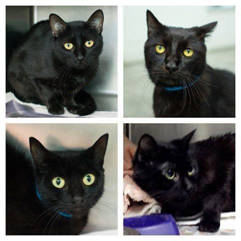 We are on intake hold due to lack of funds. We have only raised $1745 ...