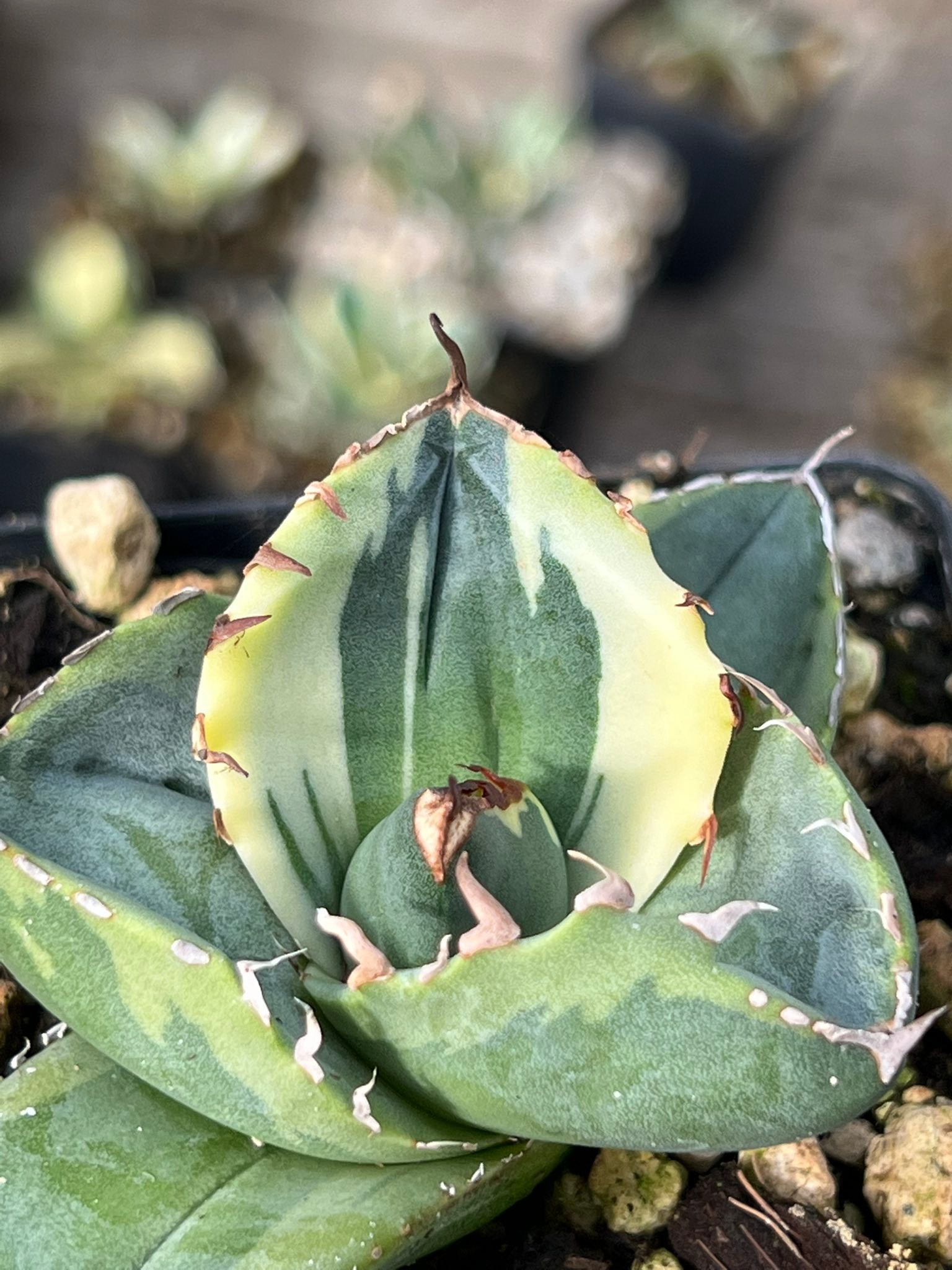 Agave titanota 