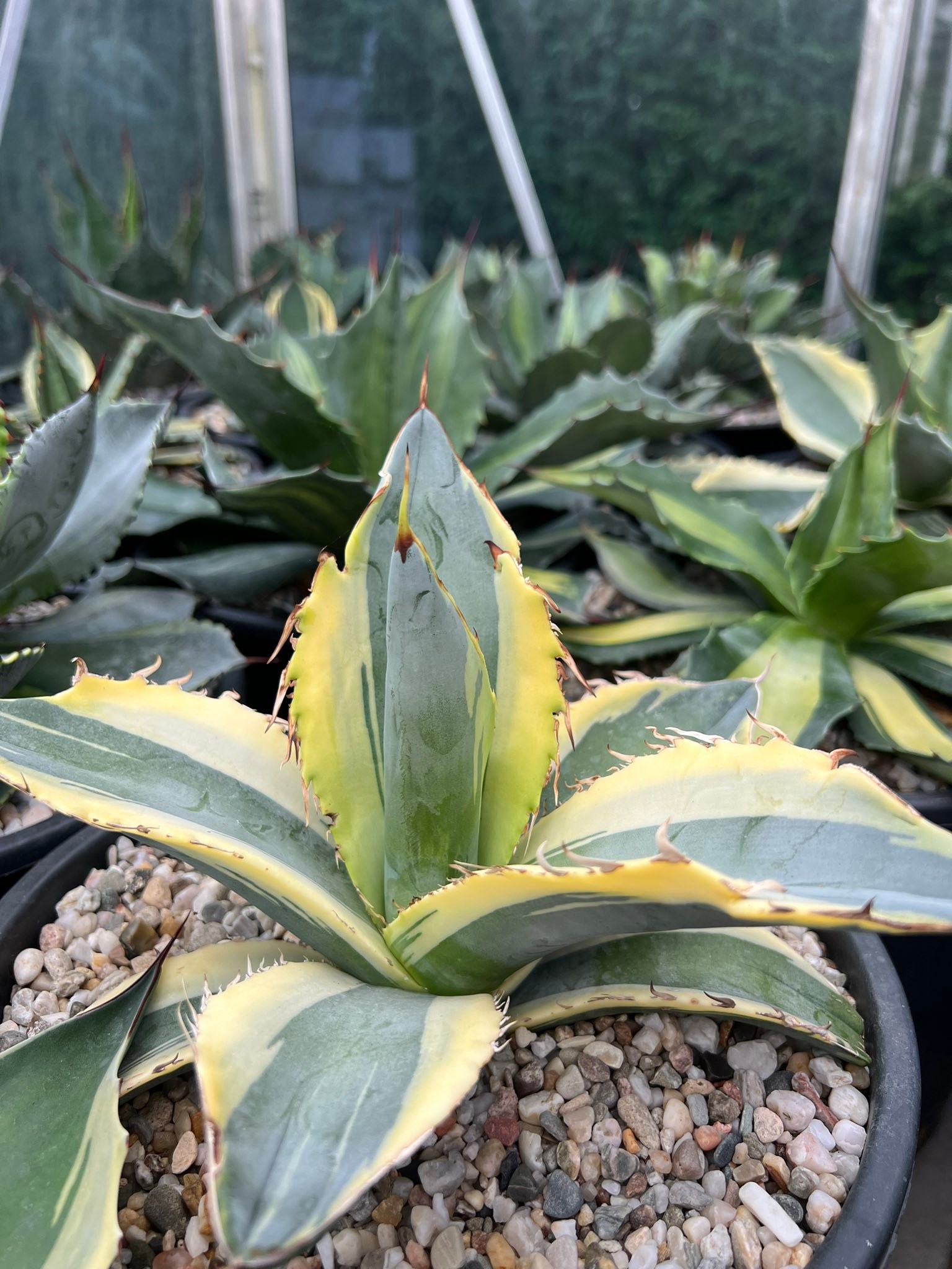 Agave titanota 'Juggernaut' marginata & Agave titanota 'Tropical Ice'