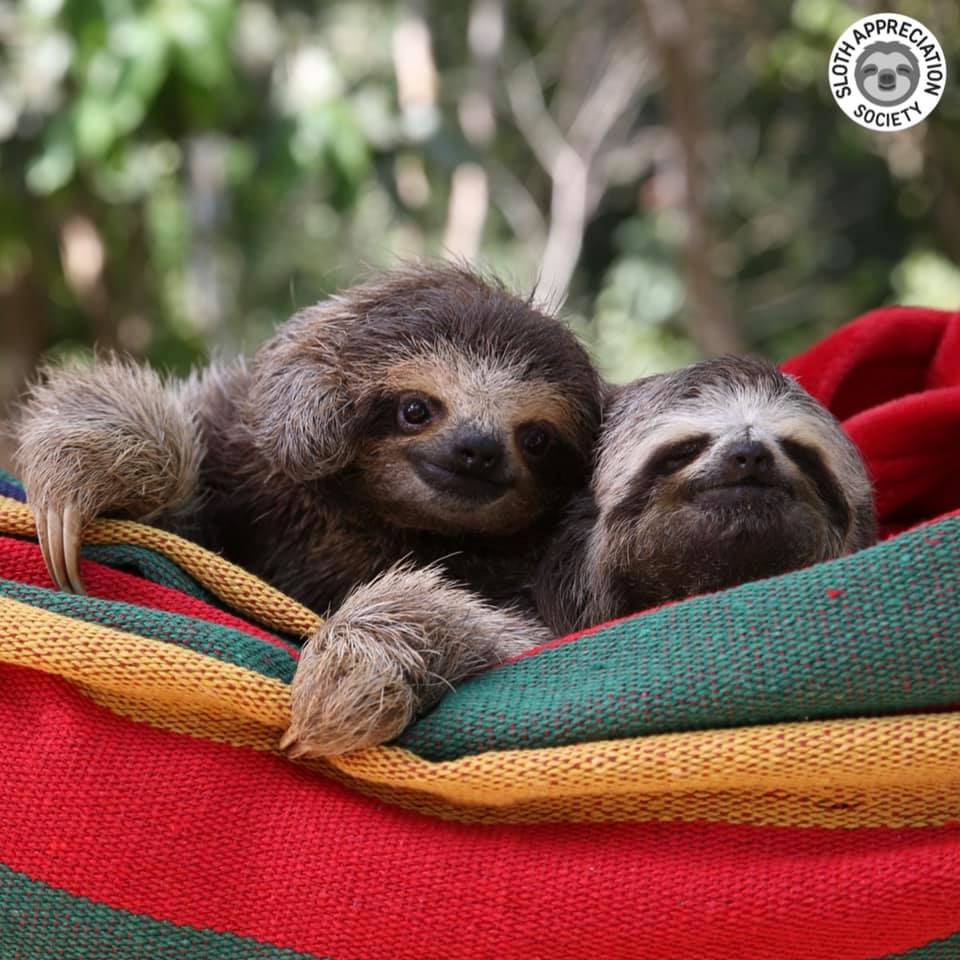 Slothville - 🦥 Did you know that all the sloths featured... | Facebook