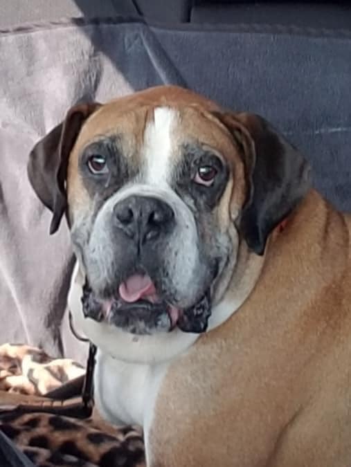 Welcome to the good life... - Blue Ridge Boxer Rescue