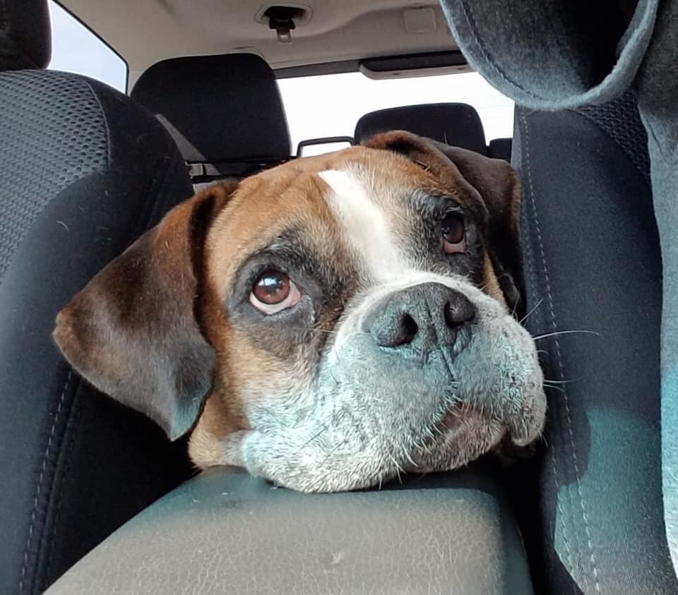 Welcome to the good life... - Blue Ridge Boxer Rescue