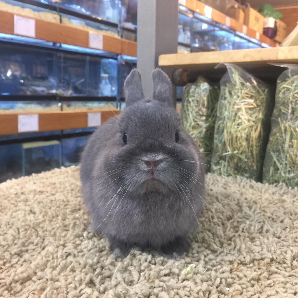 KB Rabbit - มีเด็กไม่ได้ไปต่อ แบ่งอนาคตพ่อพันธ์ุออก 1...