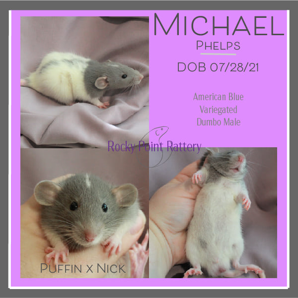 Rocky Point Rattery | Rocky Point NC