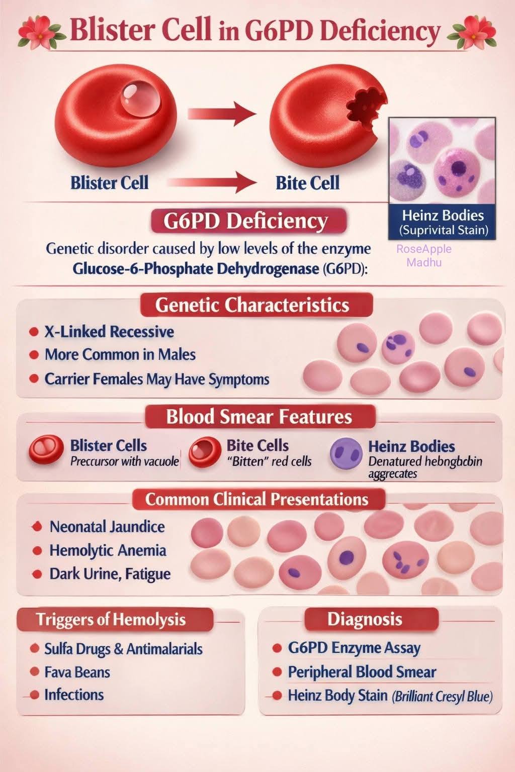 glutathione reductase deficiency bite cells 🌺 Blister Cell, and Heinz bodies in G6PD 🌺 ✓ Red Blood Cell with a clear vacuole-like area on its membrane, resembling a blister. ✓ It usually results when Indulge in your holiday