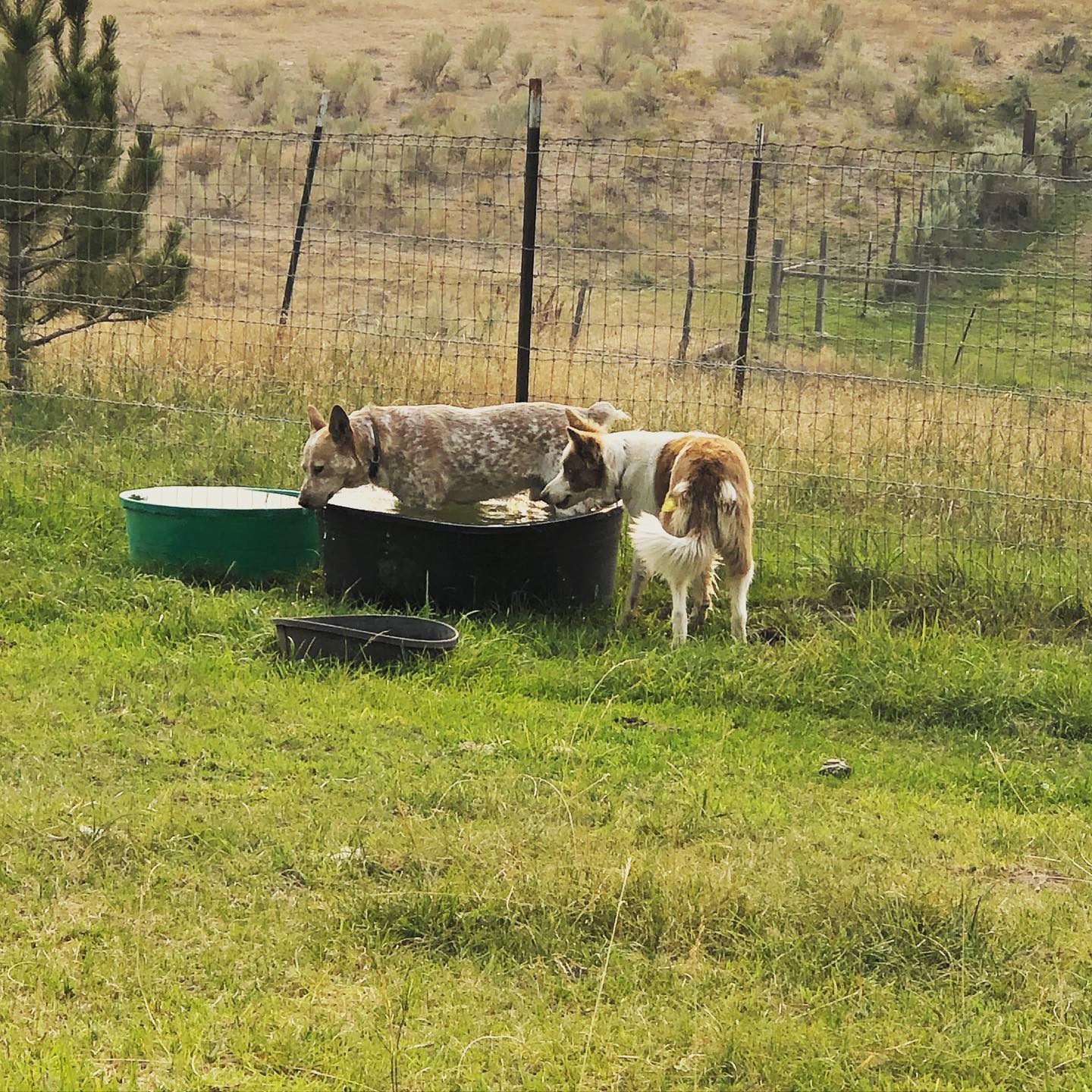 Happy Friday!!! Now relax and... - Duck Ranch Enterprises