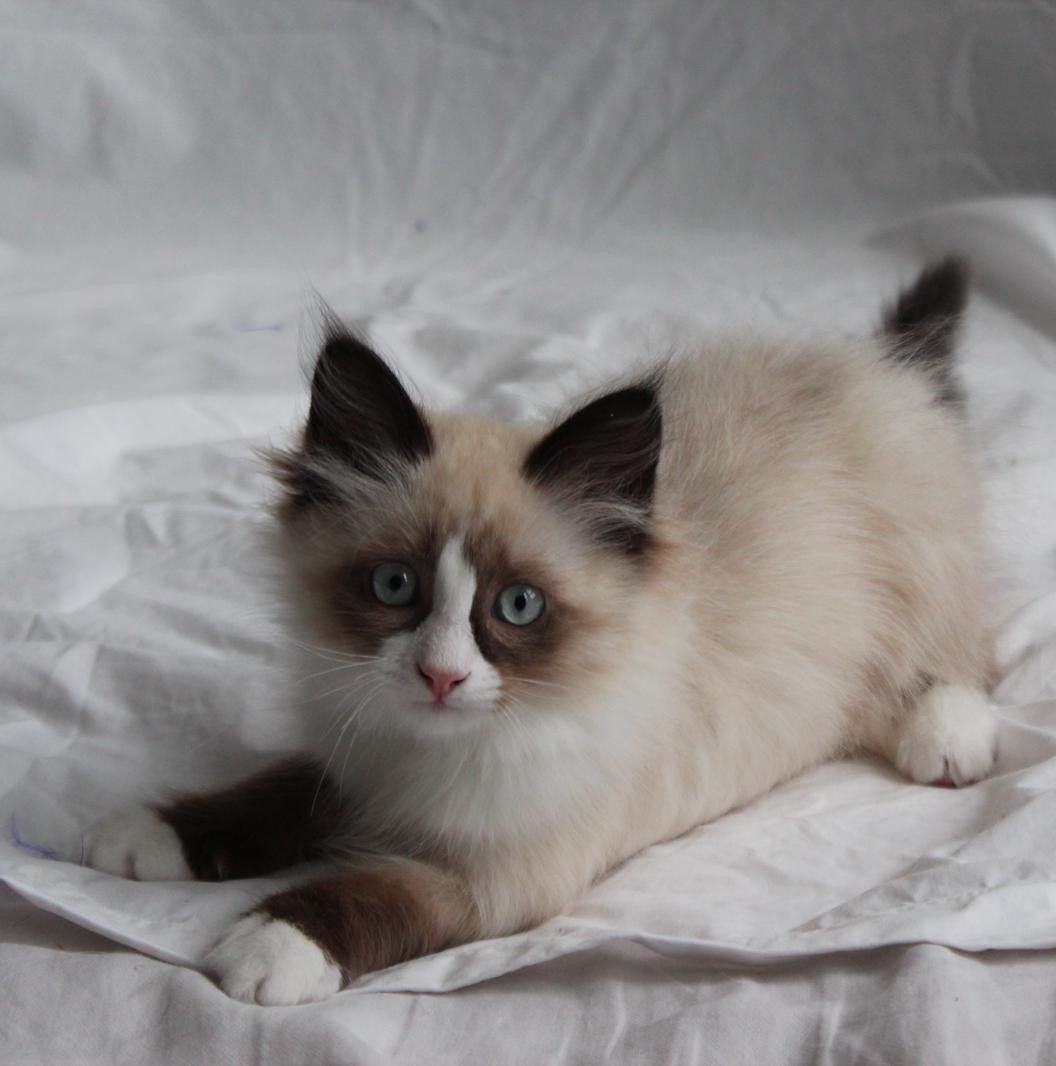 SIBERIAN CATS AND KITTENS UK | We are looking for a male kitten ...