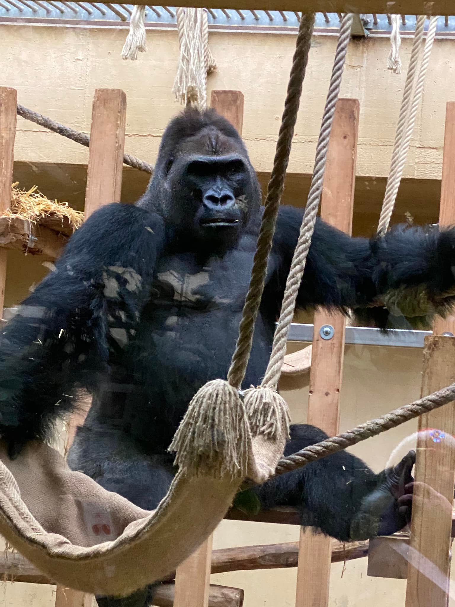 A couple more of the new Gorilla