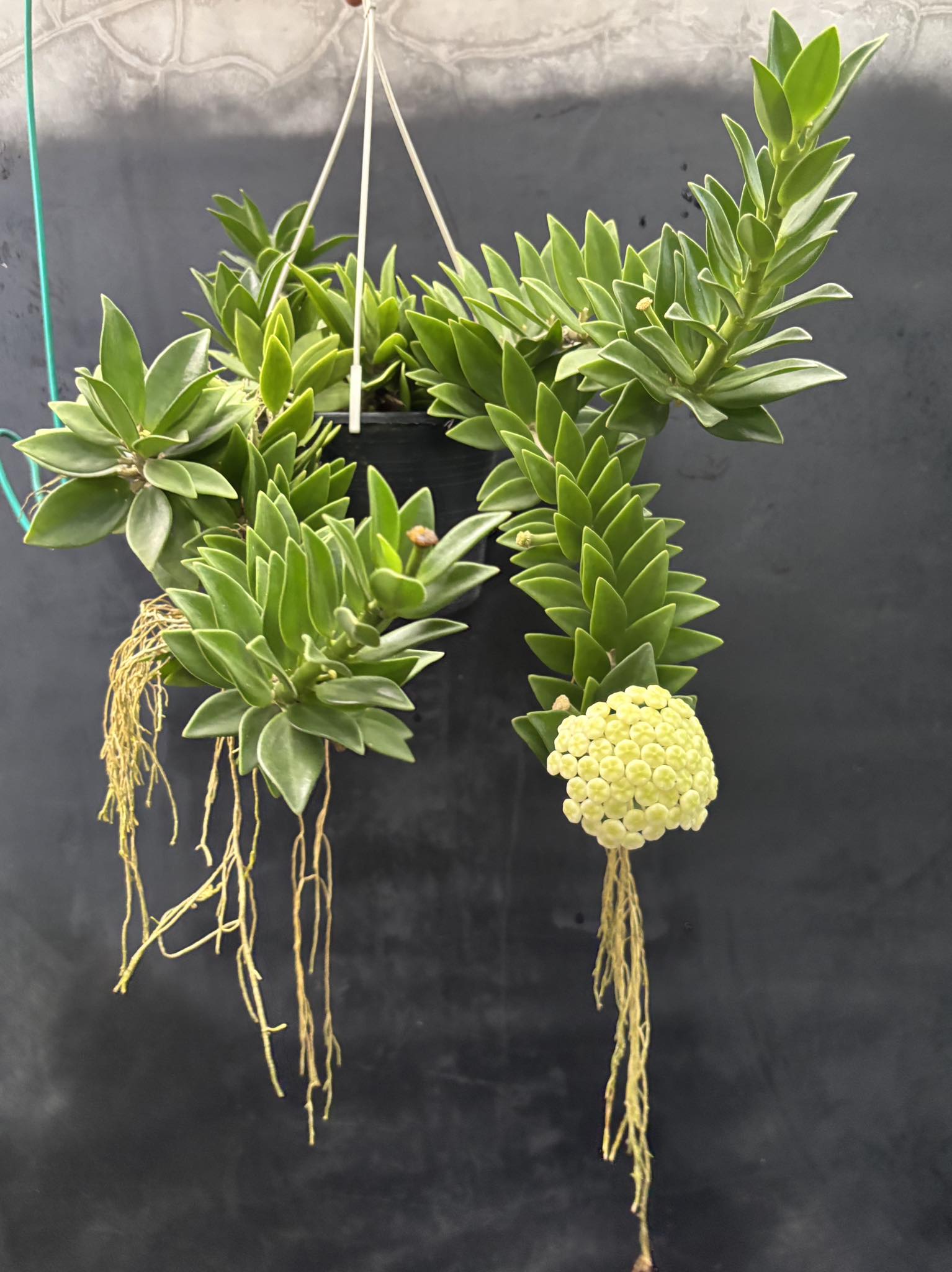 Have been growing this hoya pachyclada 'Snow Lotus' for three
