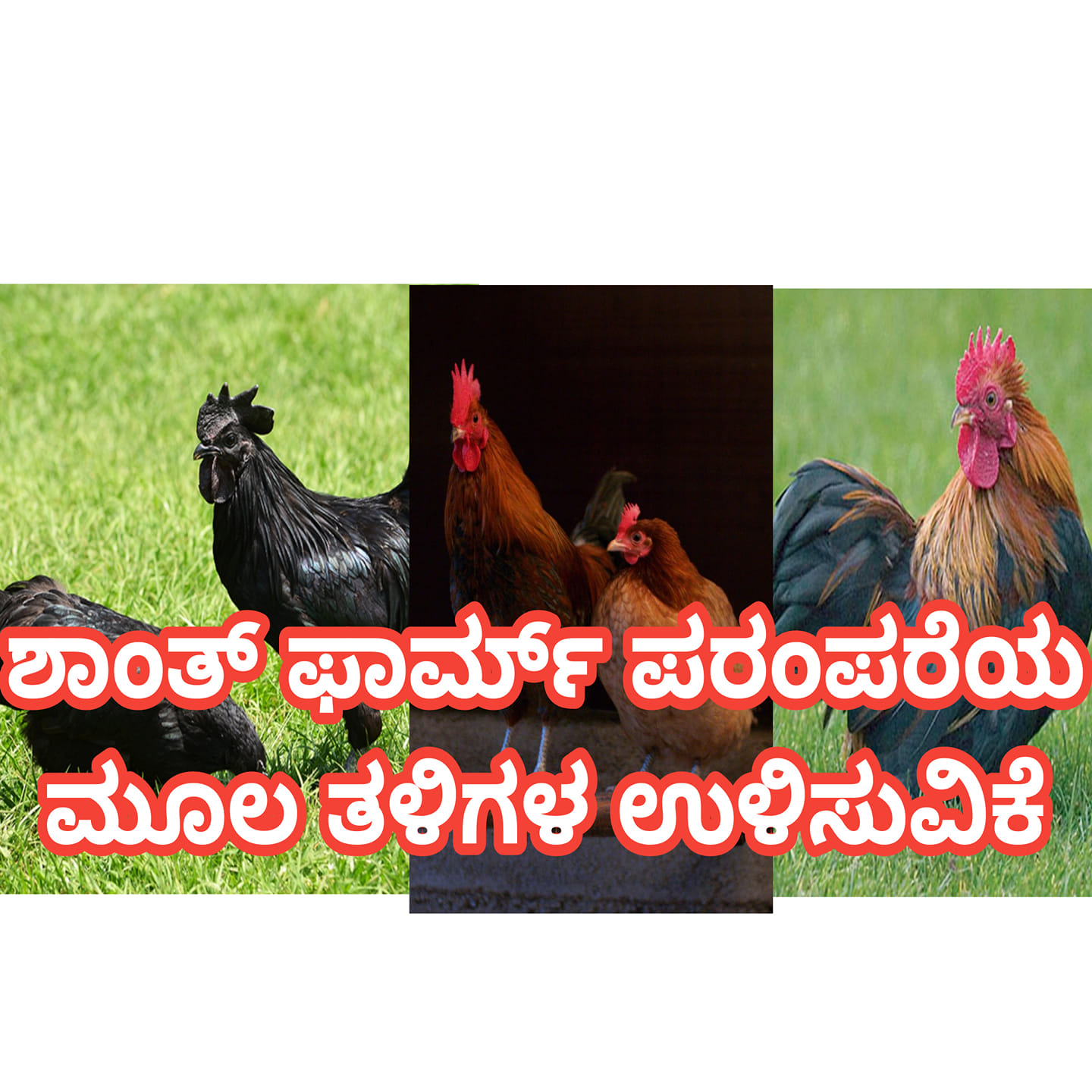 ಶಾಂತ್ ಫಾರ್ಮ್ ಮೂಲ ಪರಂಪರೆಯ ತಳಿಗಳು Shanth forms heritage original breed ...