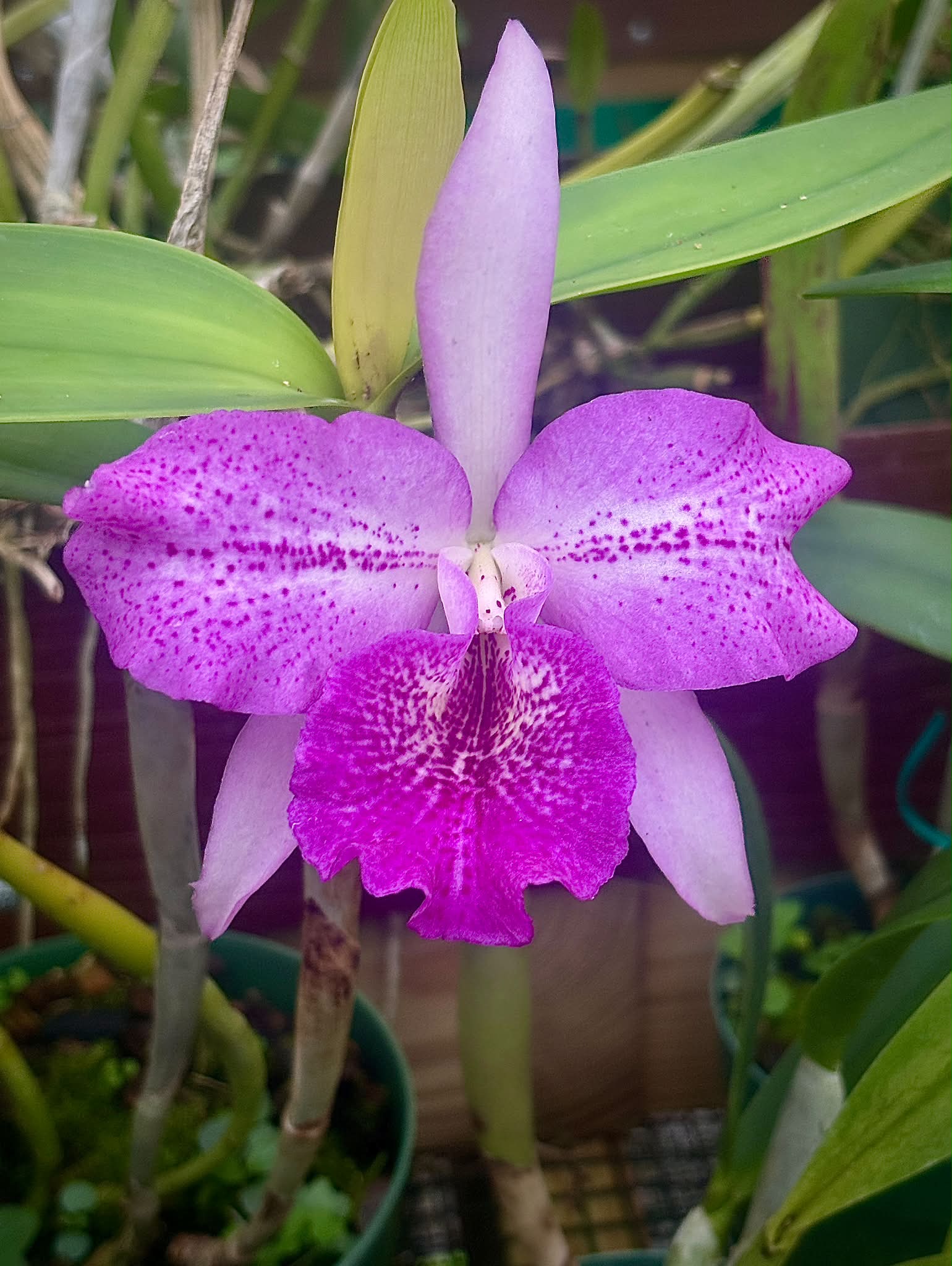 Blc. Mem. Helen Brown ' Showpiece' AM/AOS ( division