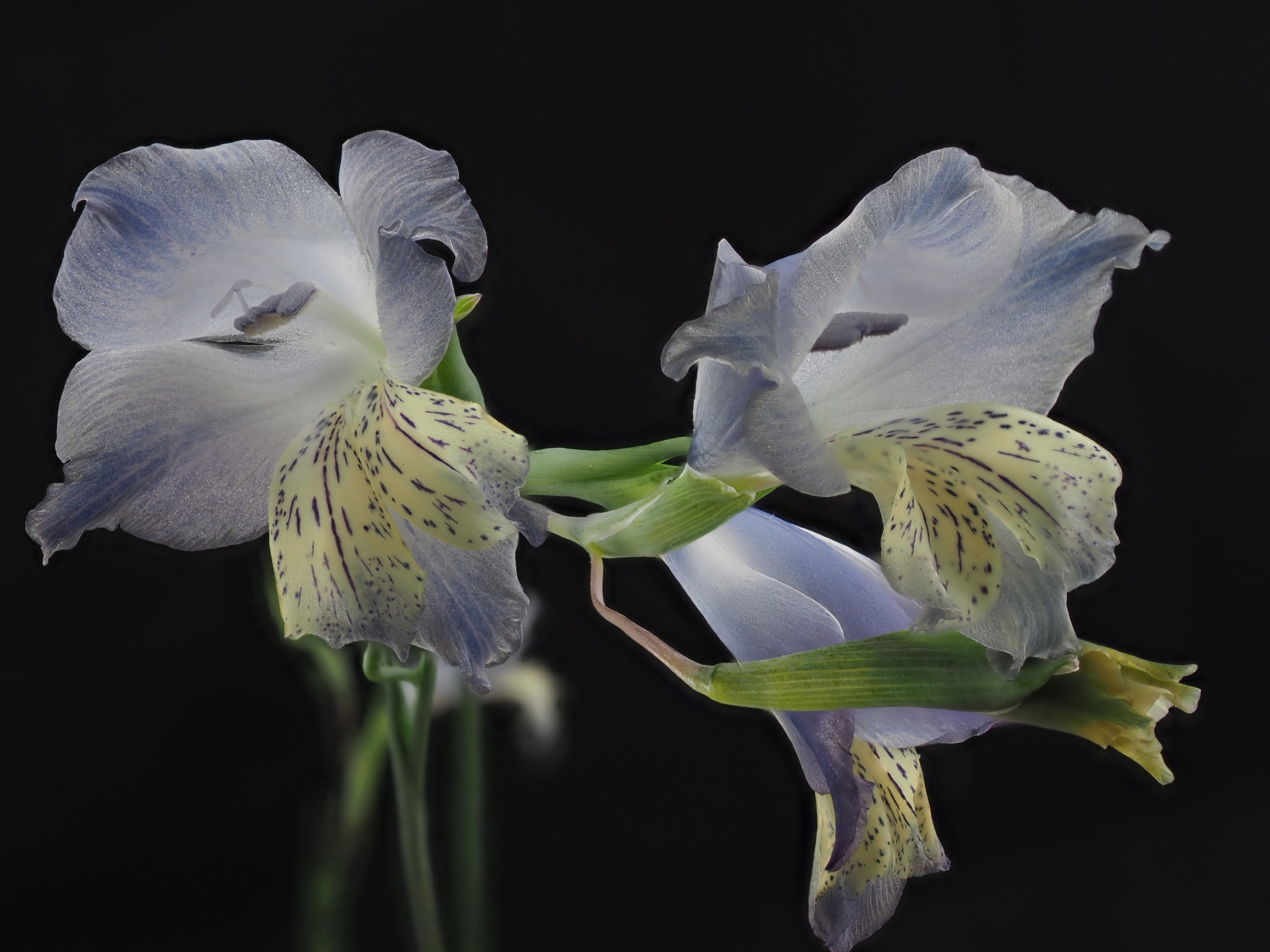 Ixia pumilio. Ixia pumilio