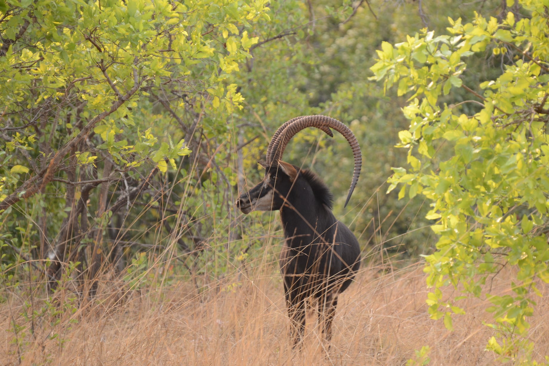 Sable Antelope. Magnificent animal... - Mapunga Bush Camp