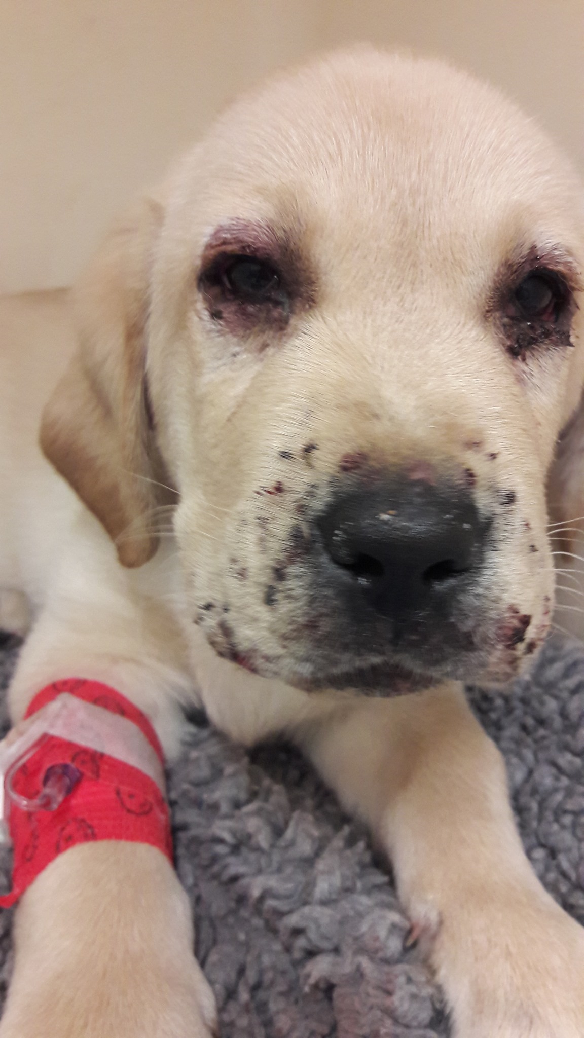 Laboderm - Juvenile Cellulitis („Puppy Strangles“) (engl....