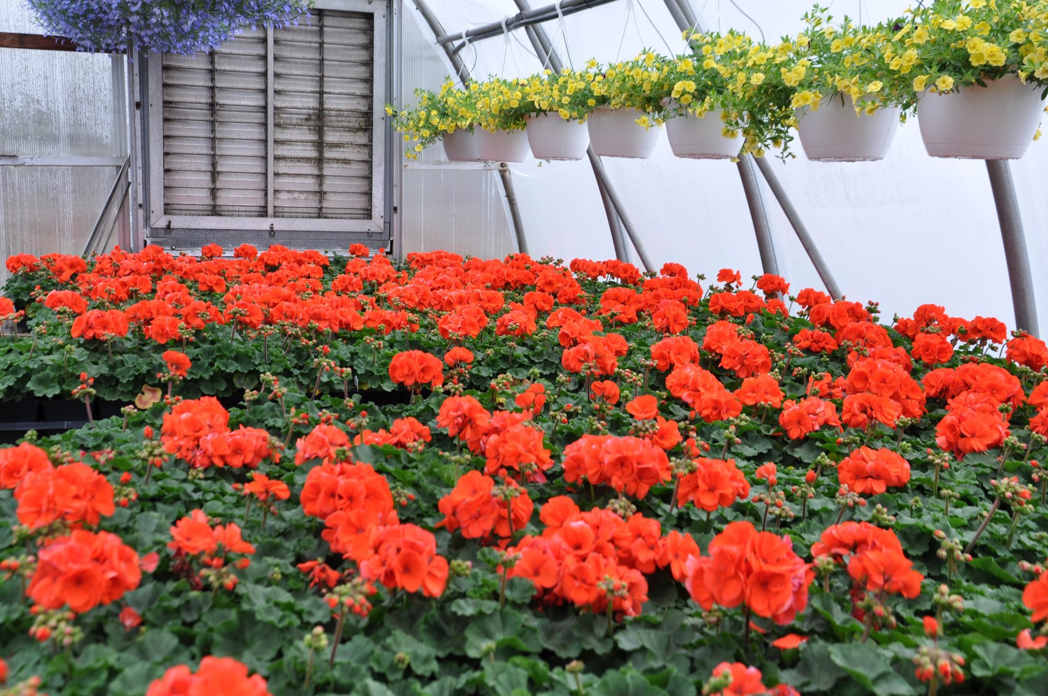 Darling & Sons Farms and Greenhouses Home