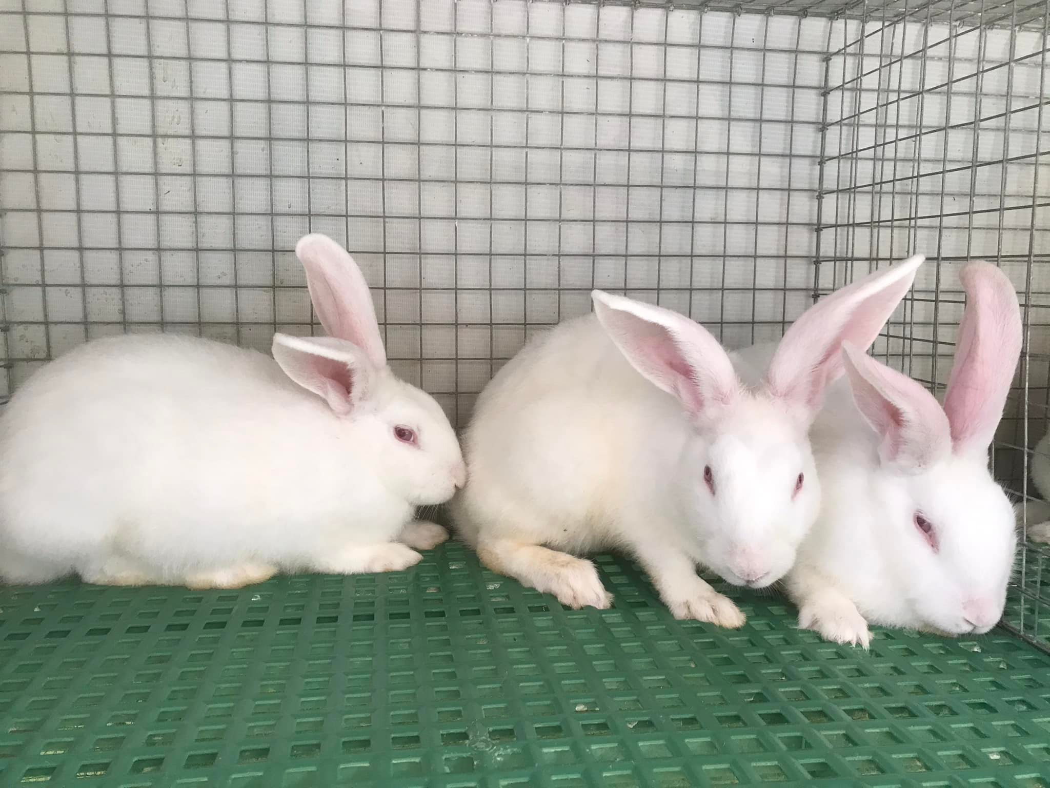 JD’s Rabbitry