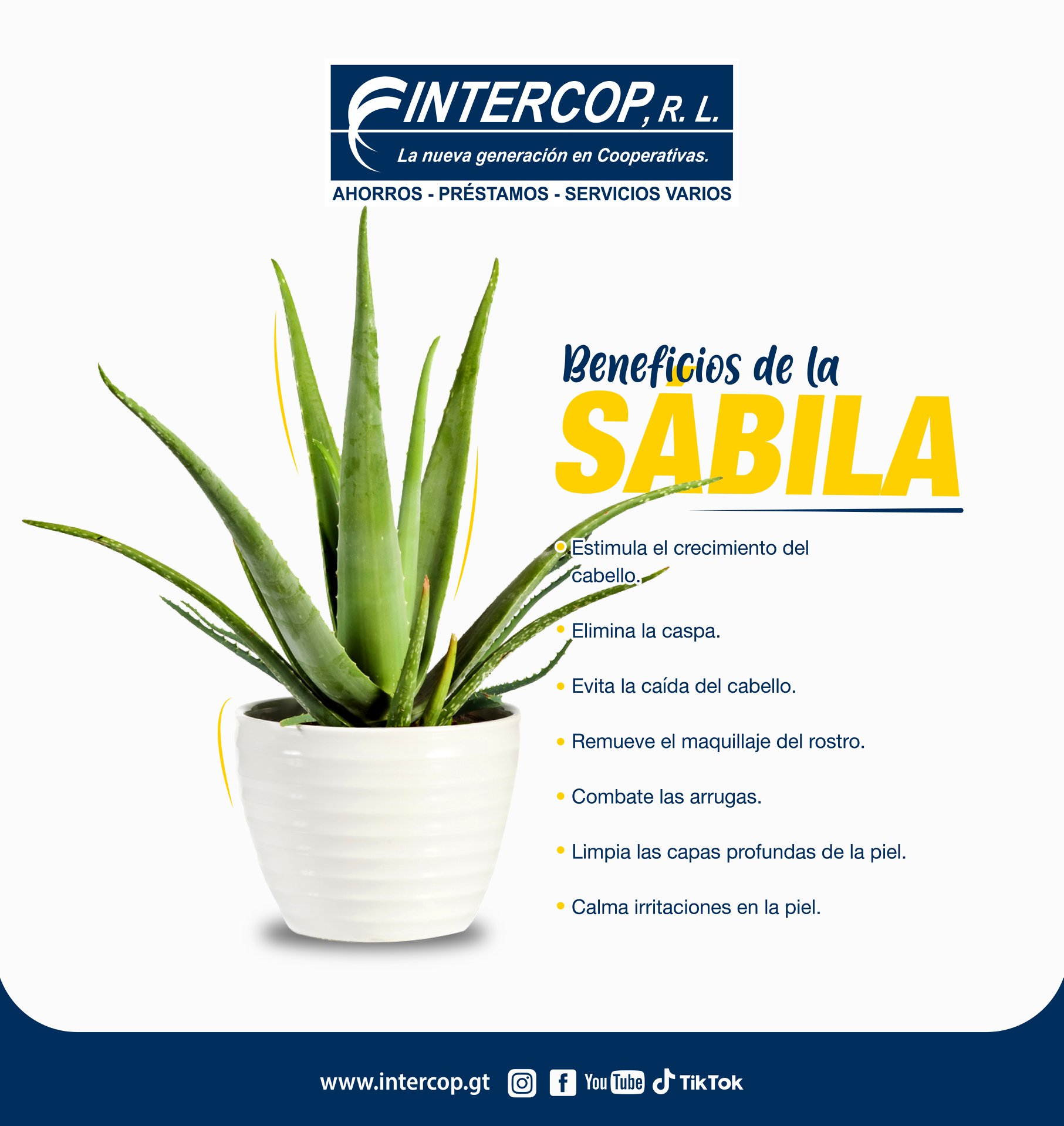 INTERCOP R.L. - La sábila es una planta medicinal, conocida también ...