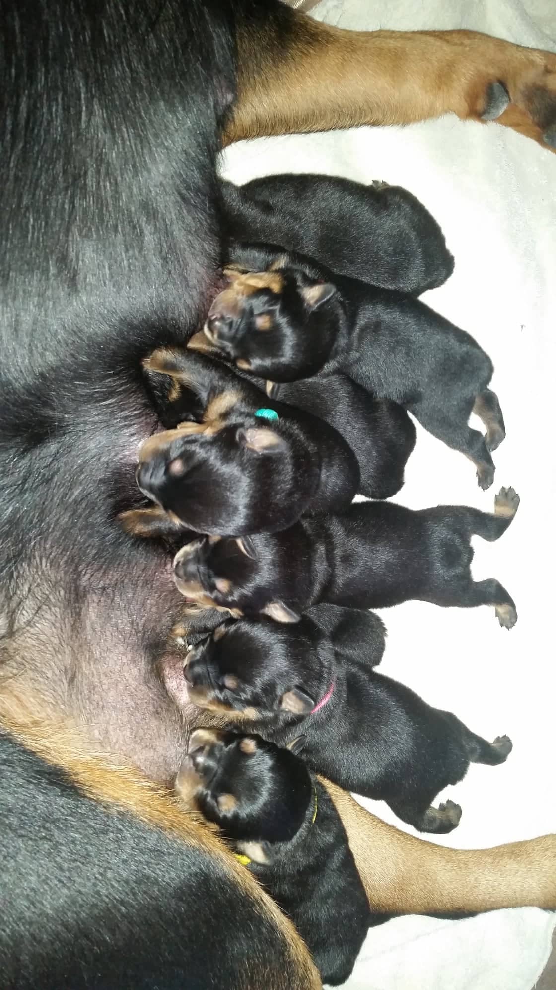 We are pleased to announce the... - BIGLuv Rottweilers | Facebook