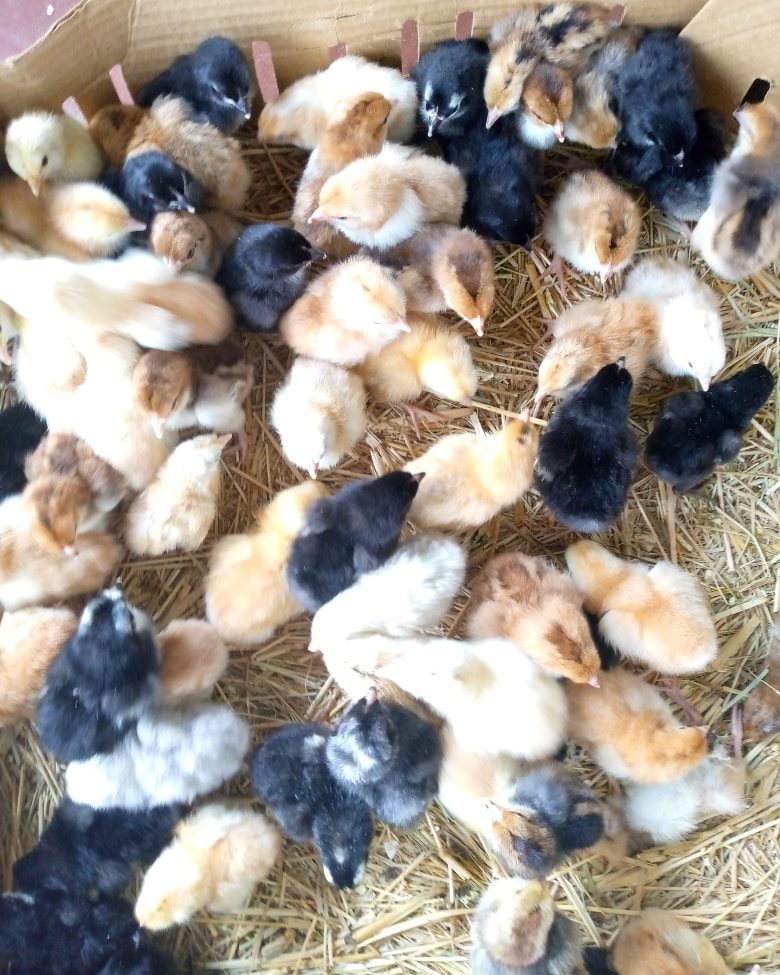 *ASCITES* So a... - Morven's livestock and poultry produce | Facebook
