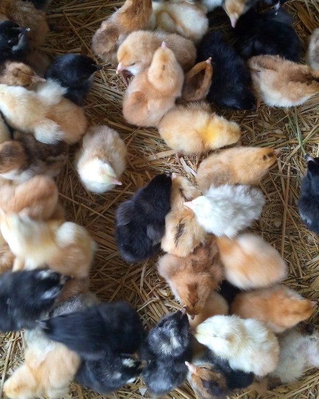 *ASCITES* So a... - Morven's livestock and poultry produce | Facebook