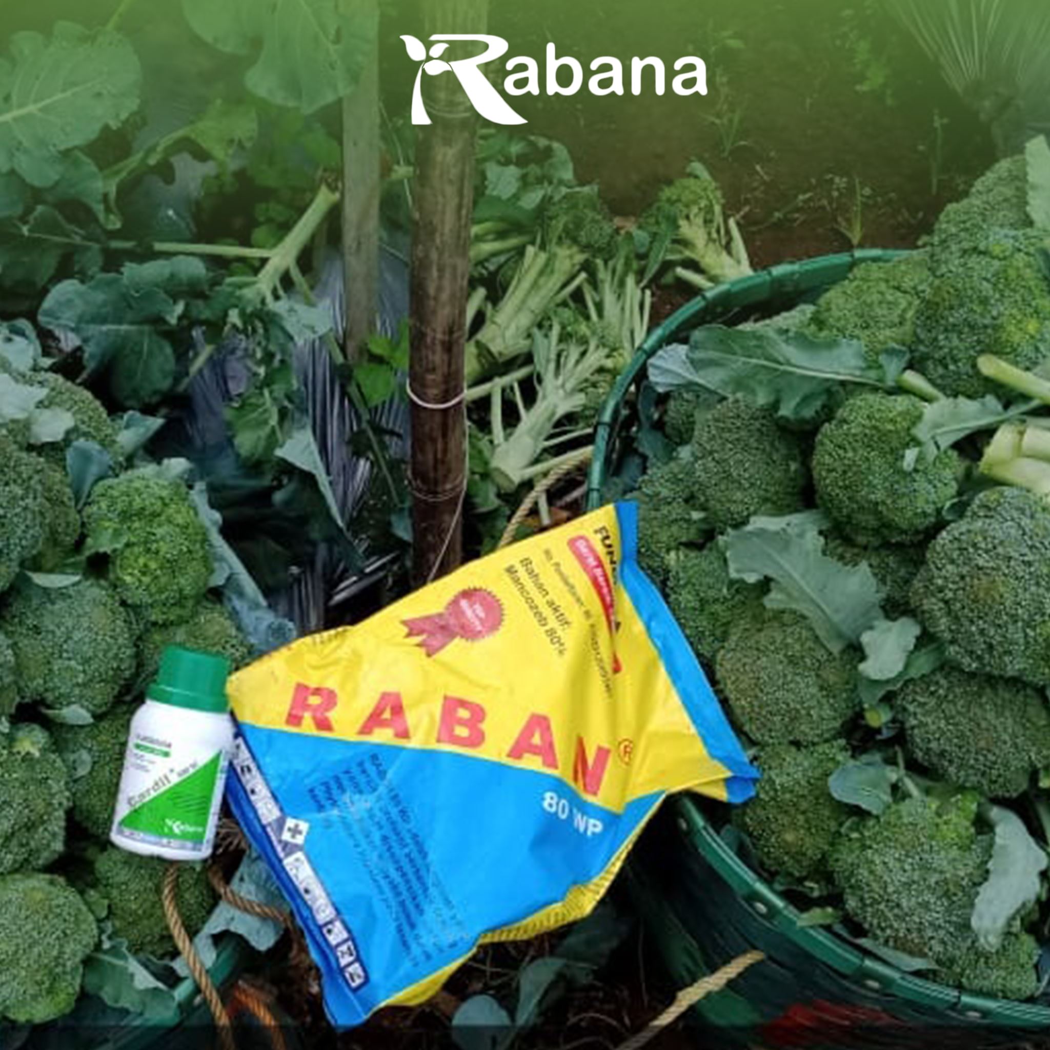 Rabana Agro - Pengaplikasian Raban Biru 80 WP dengan...