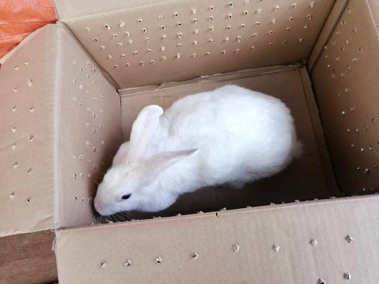 PSR Rabbitry Bulacan | Angat