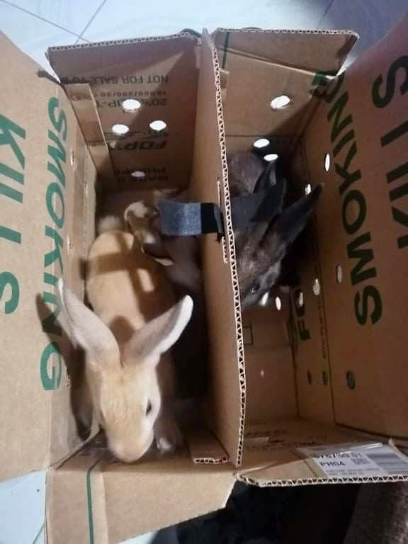 PSR Rabbitry Bulacan | Angat