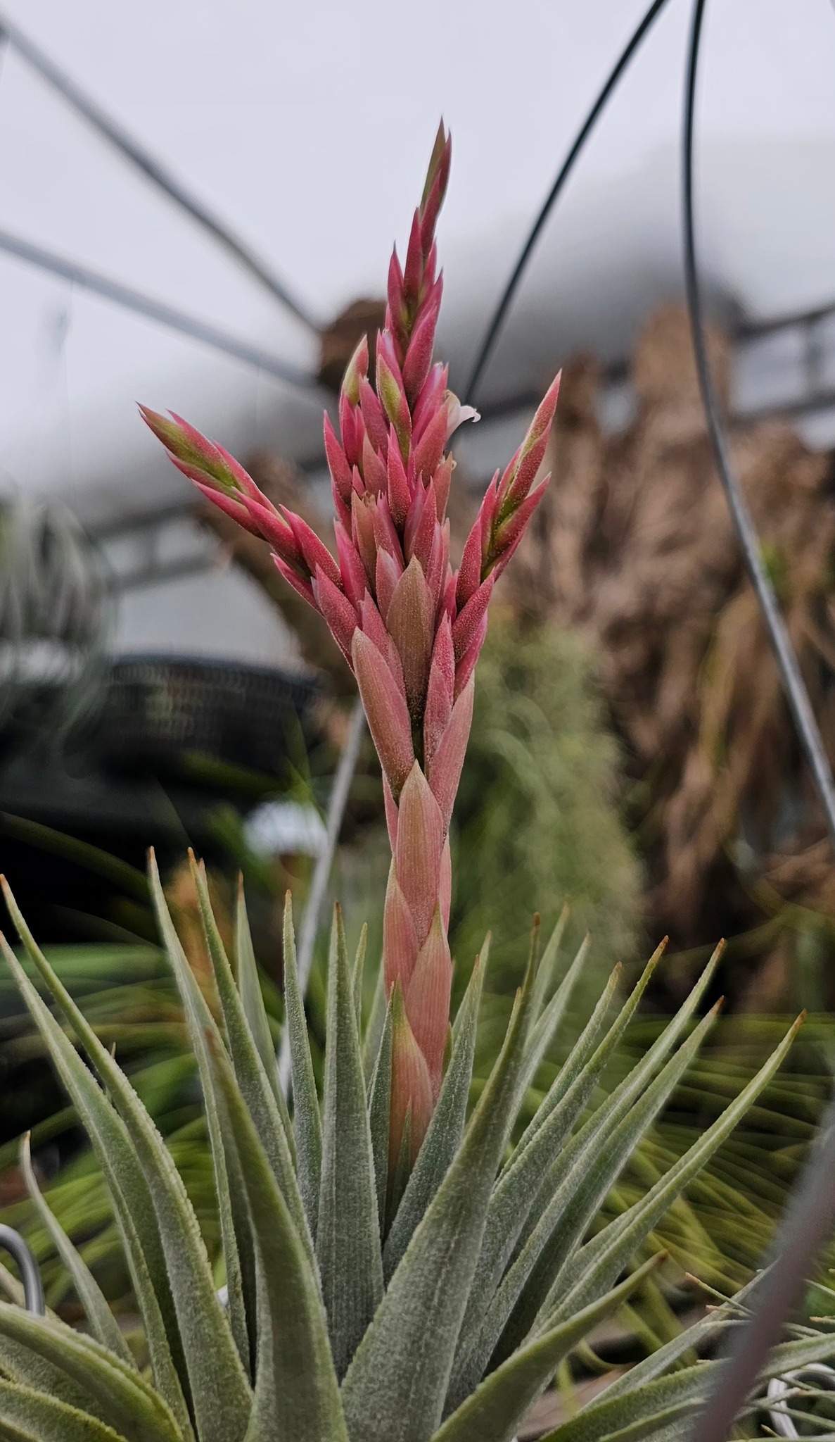 T. kautskyi Hybrid ' Silver Form ' ( kautskyi x didisticha )