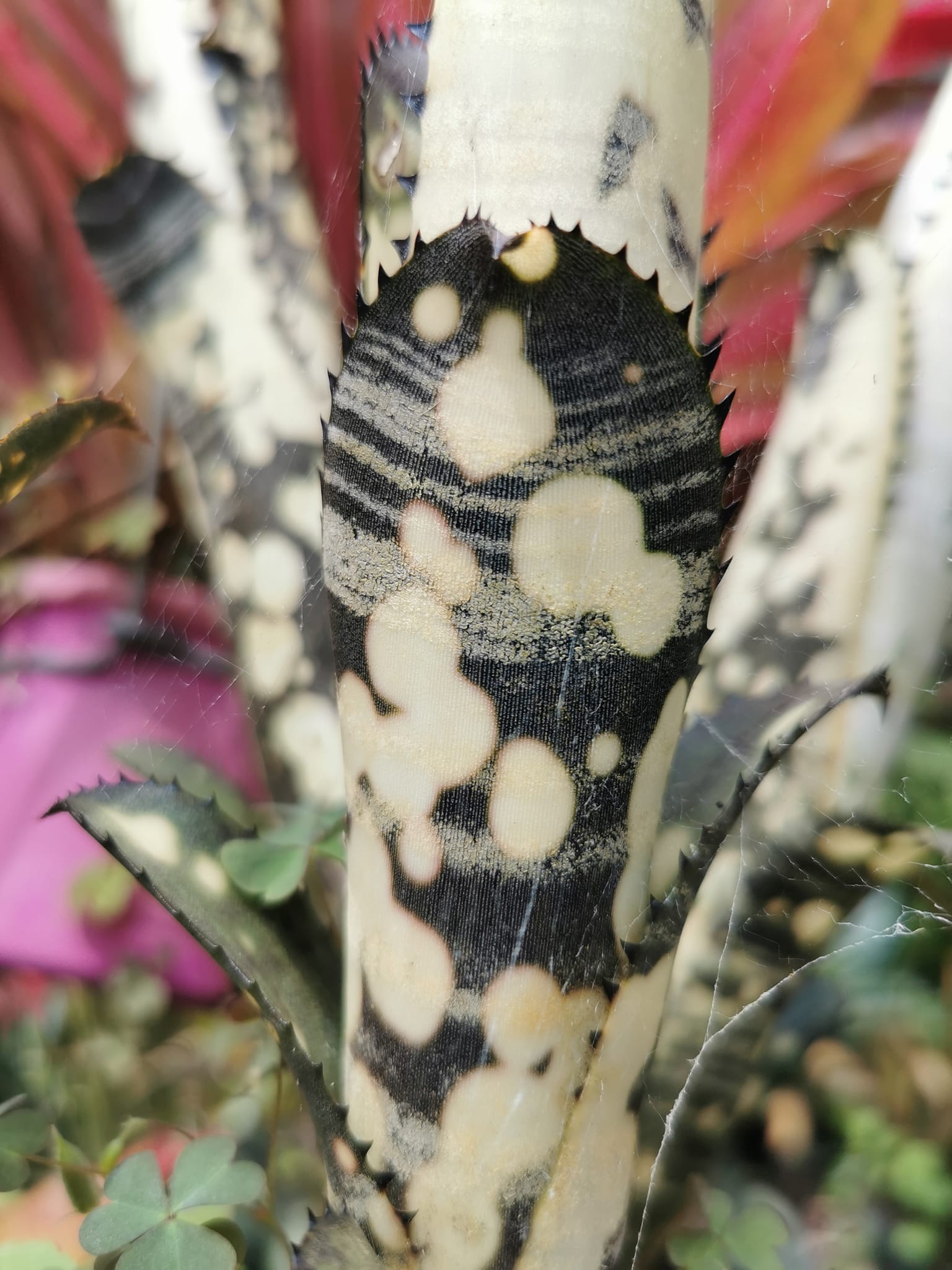 Billbergia Virginia. A wonderful compact.. and tough Billy.
