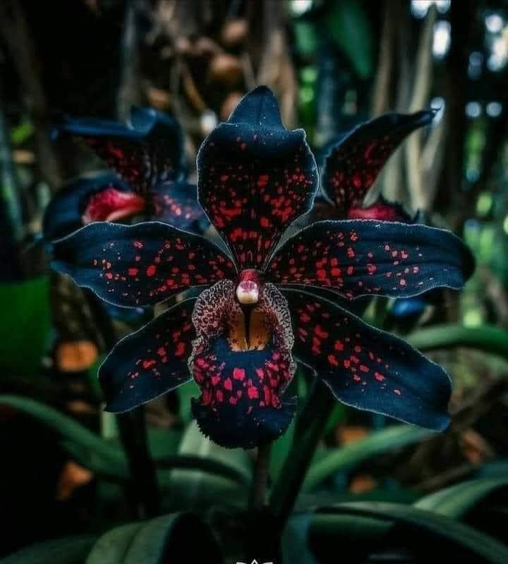 Who else is obsessed with our NEW midnight black #orchid 😍🌚