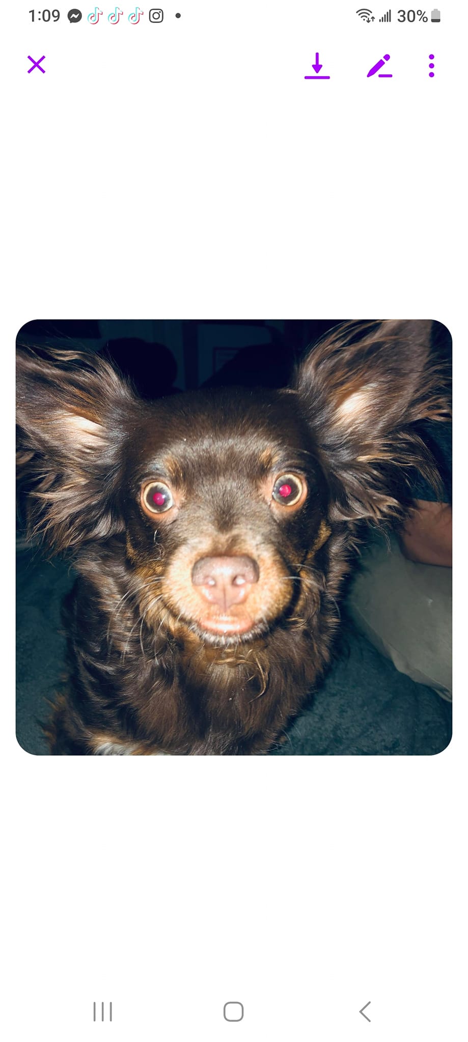 Lost dog with mange on L Street in Mojave