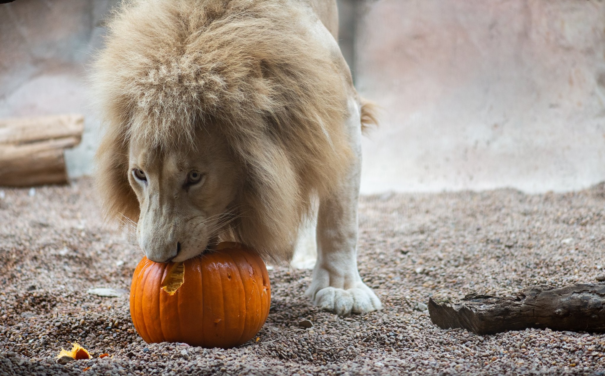 The Howl-O-Ween... - Animal World & Snake Farm Zoo | Facebook