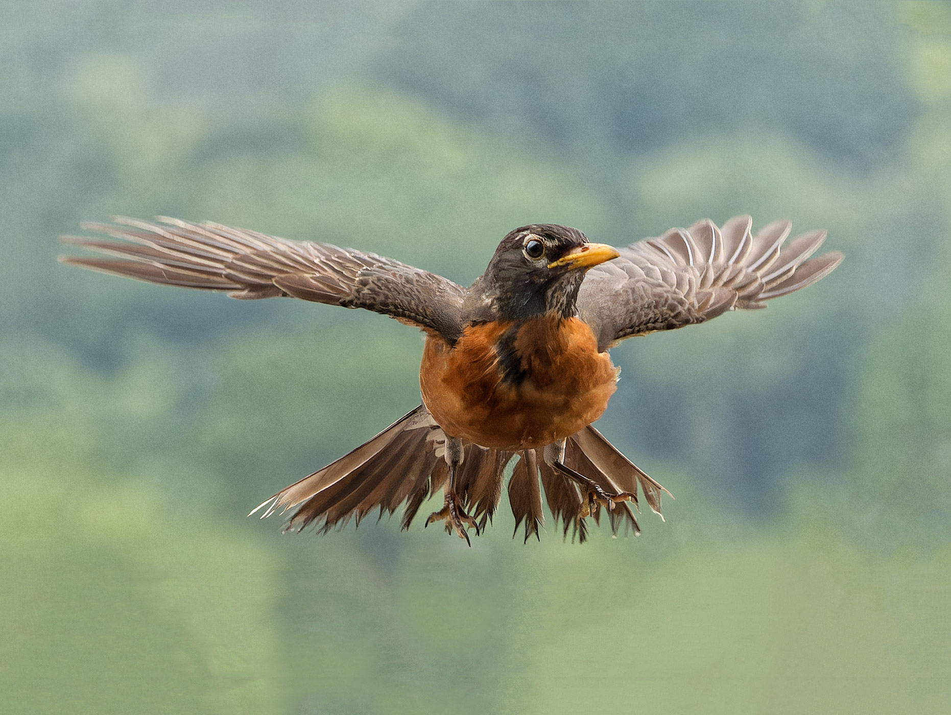 Robin photographed with Olympus OM-1 100-400mm lens
