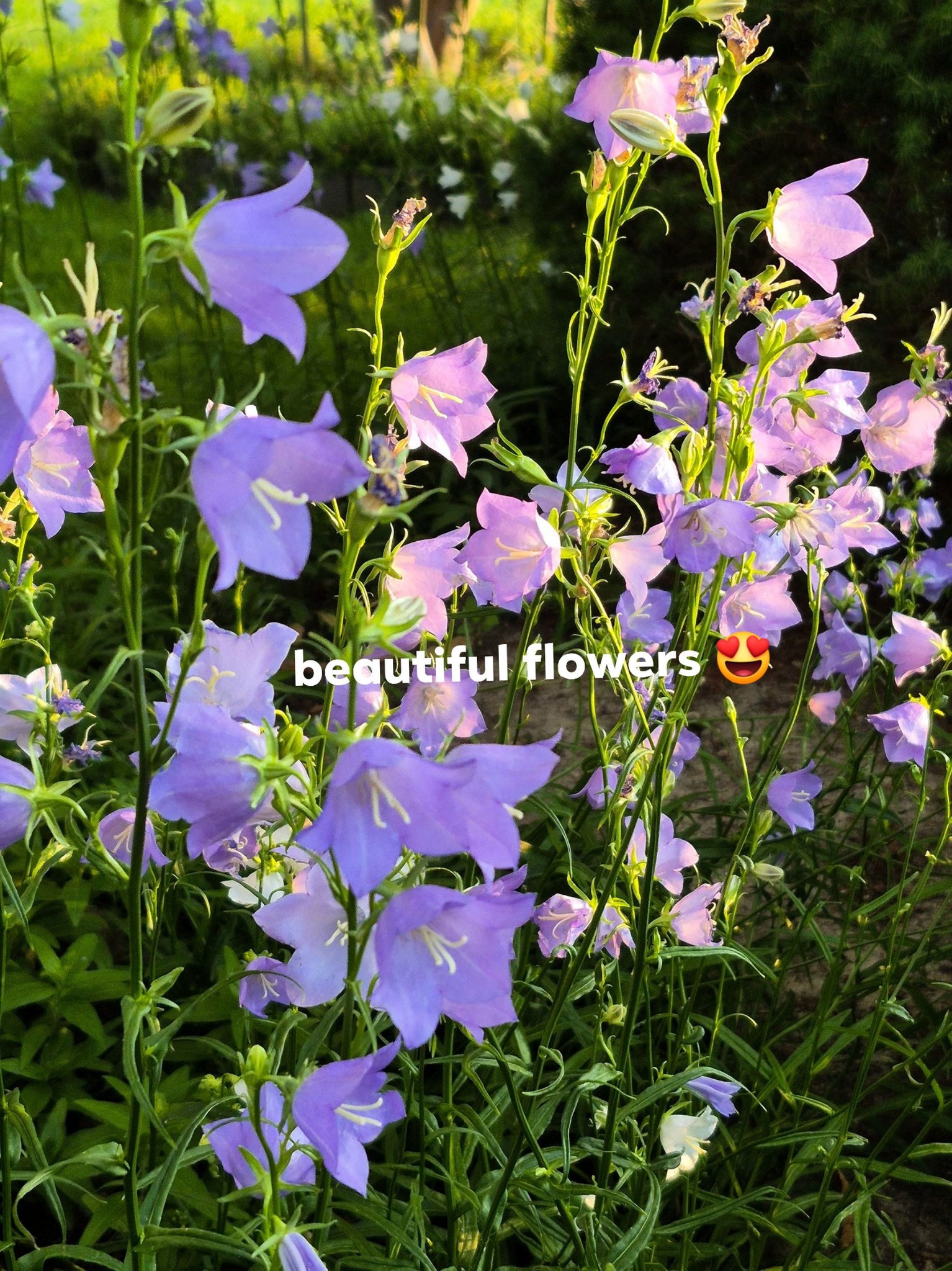 What type of bell flowers are these in my garden?