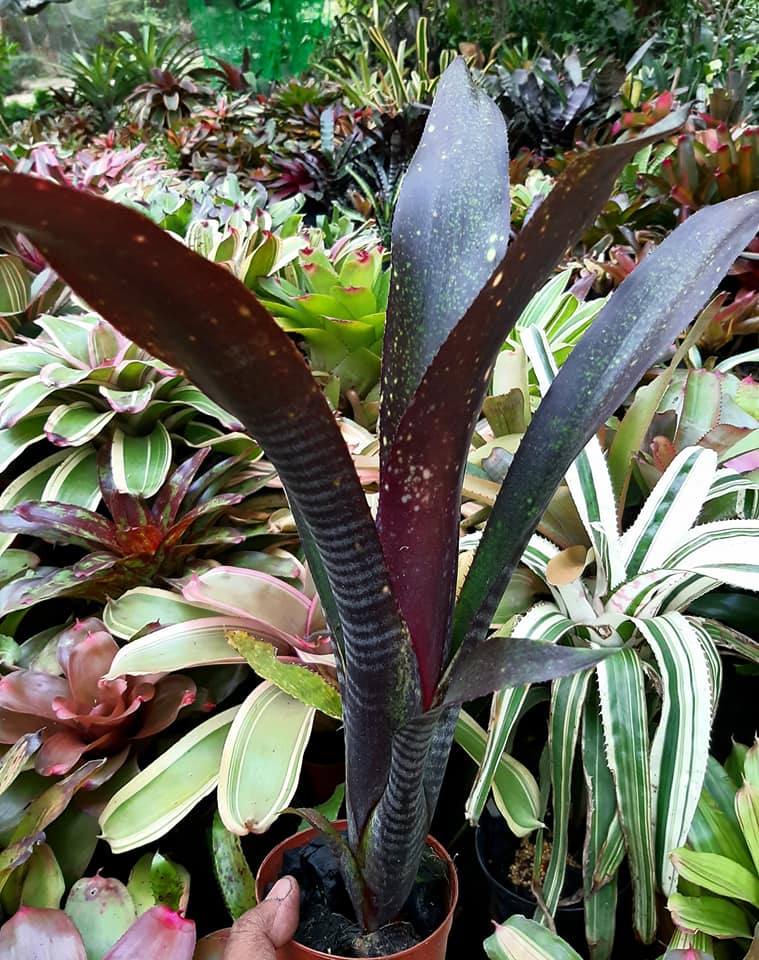 A young Billbergia EL ZORRO pup #ColorYourWorldWithBromeliads.