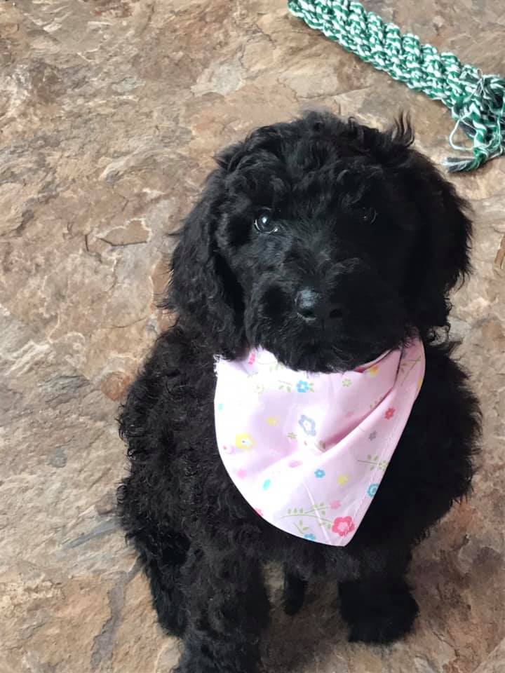 Cent Poils Caniche Royal Dernier Bebe Parti Ce Vendredi Matin Bon Depart Avec Ta Nouvelle Famille Clemence Facebook