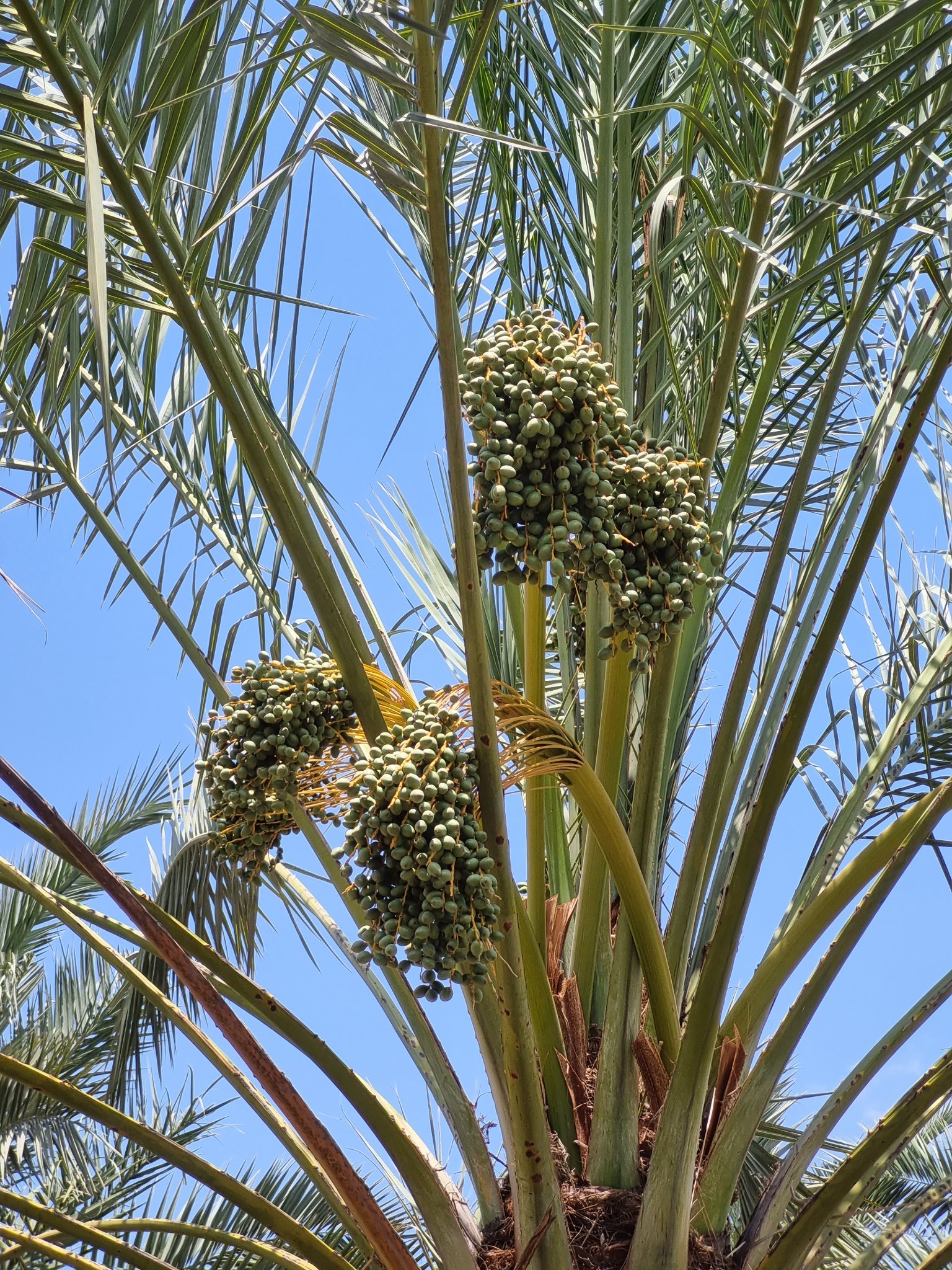 ספרו לנו איזה תמר גדל בתמונה, ומה כל כך... - תמר בכפר עד הבית