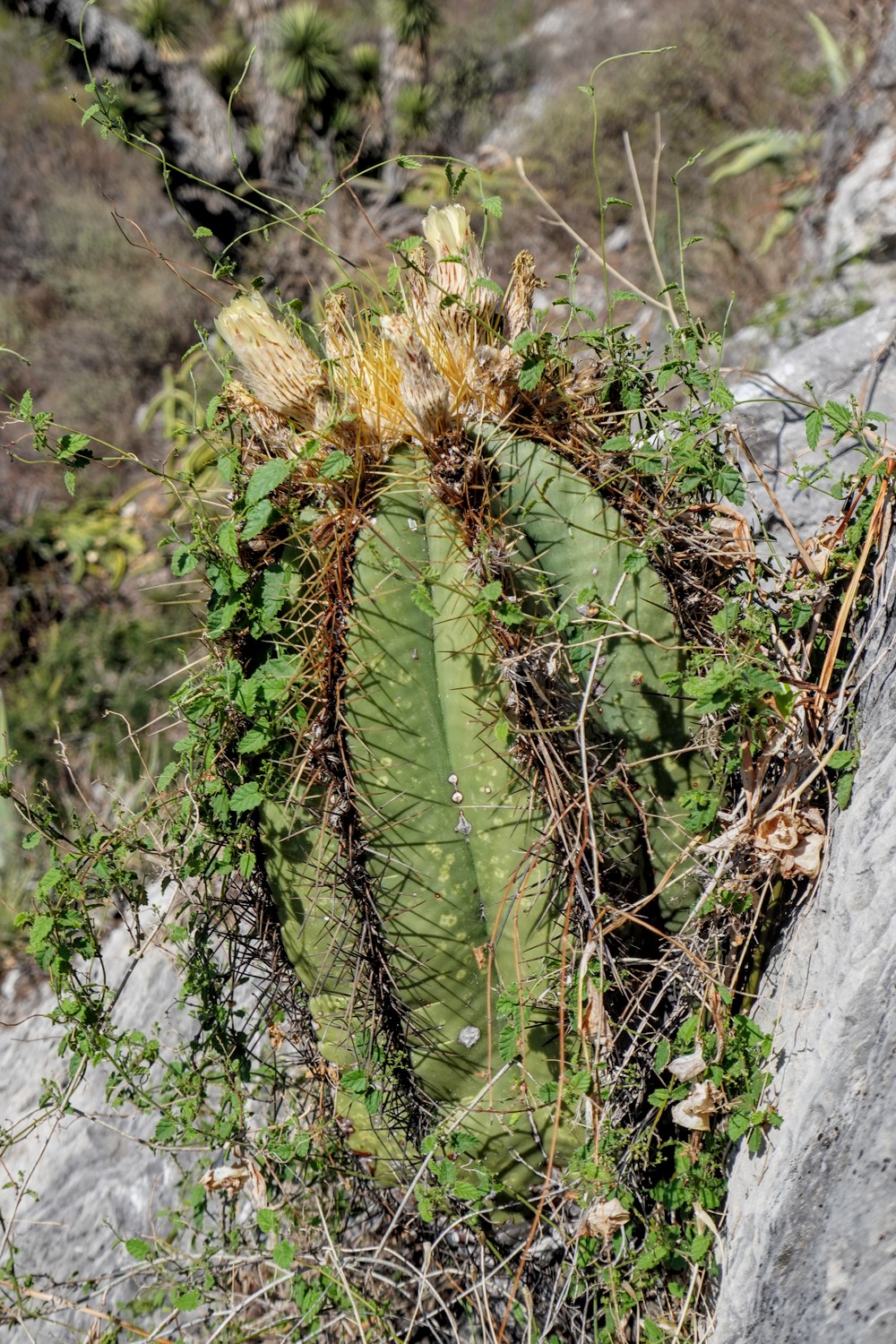This cactus species (Myrtillocactus schenckii) is often found