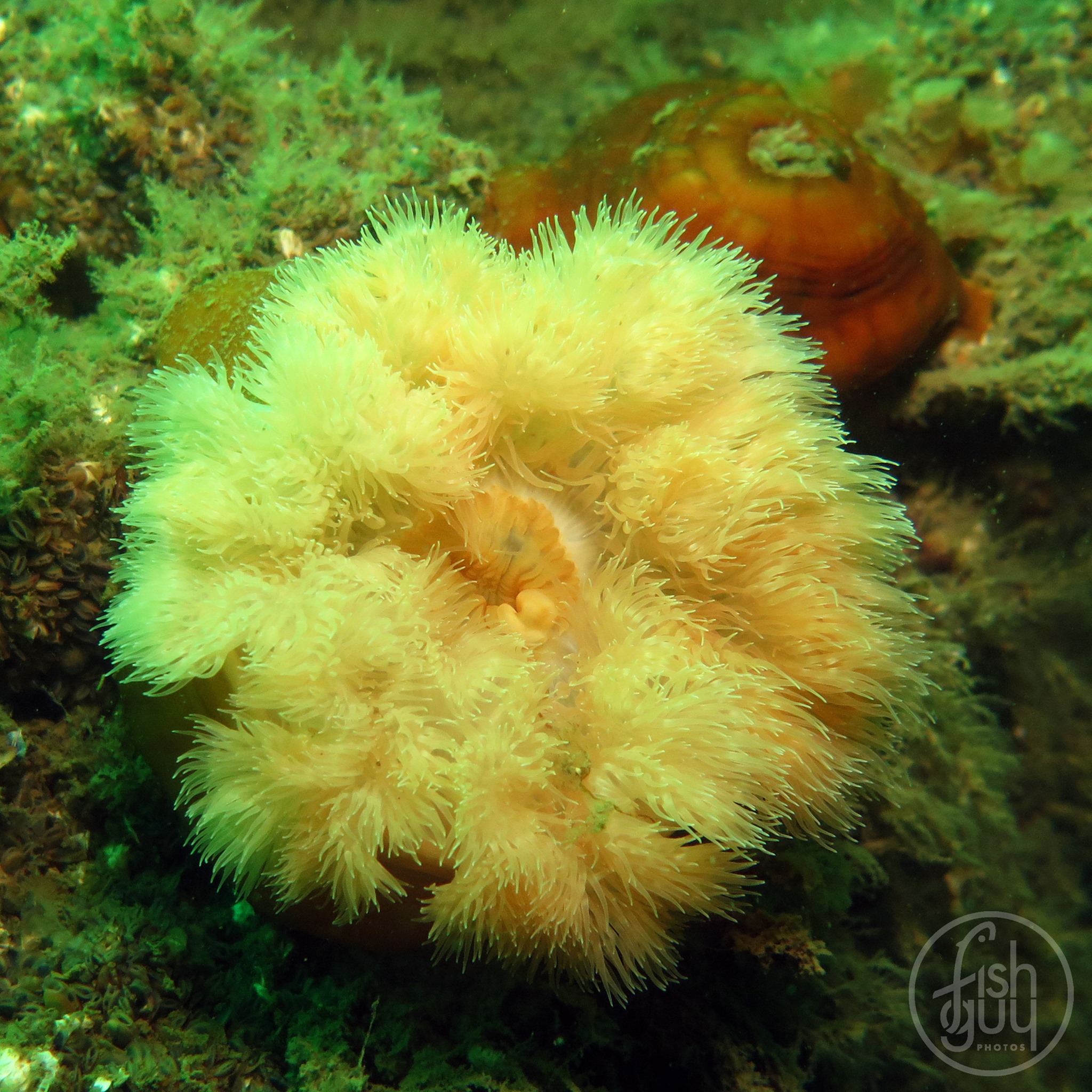 Fish - The center hole of this sea anemone is it's mouth. It also