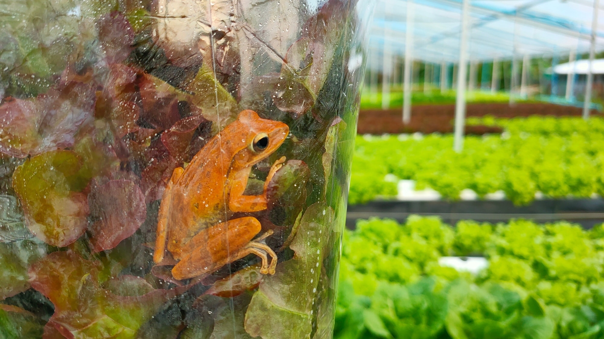 🐸เจอทุกวันน้องปาดเข้าม... - Grow delicious farm ปลูกฟาร์มอร่อย