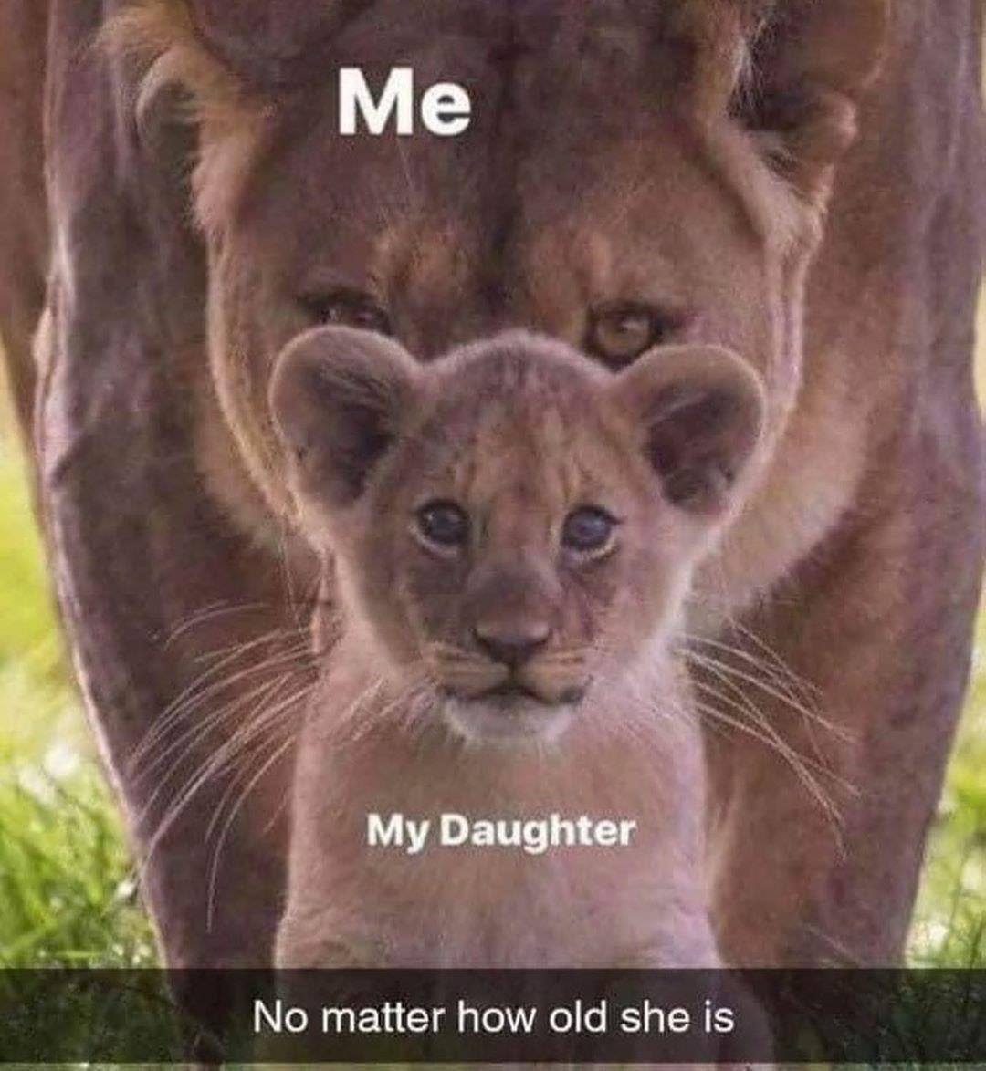 Lion Standing Behind Lioness Meme