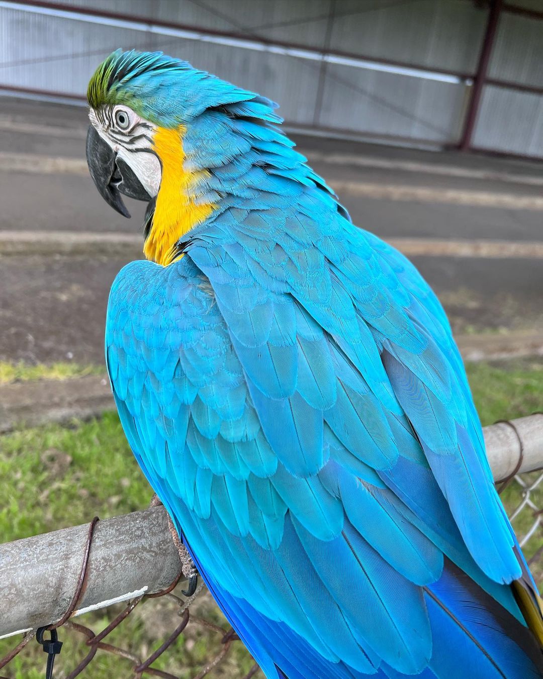 Visual Reference: Macaw Macaw Parrots Gold And Blue Macaws Red And Green