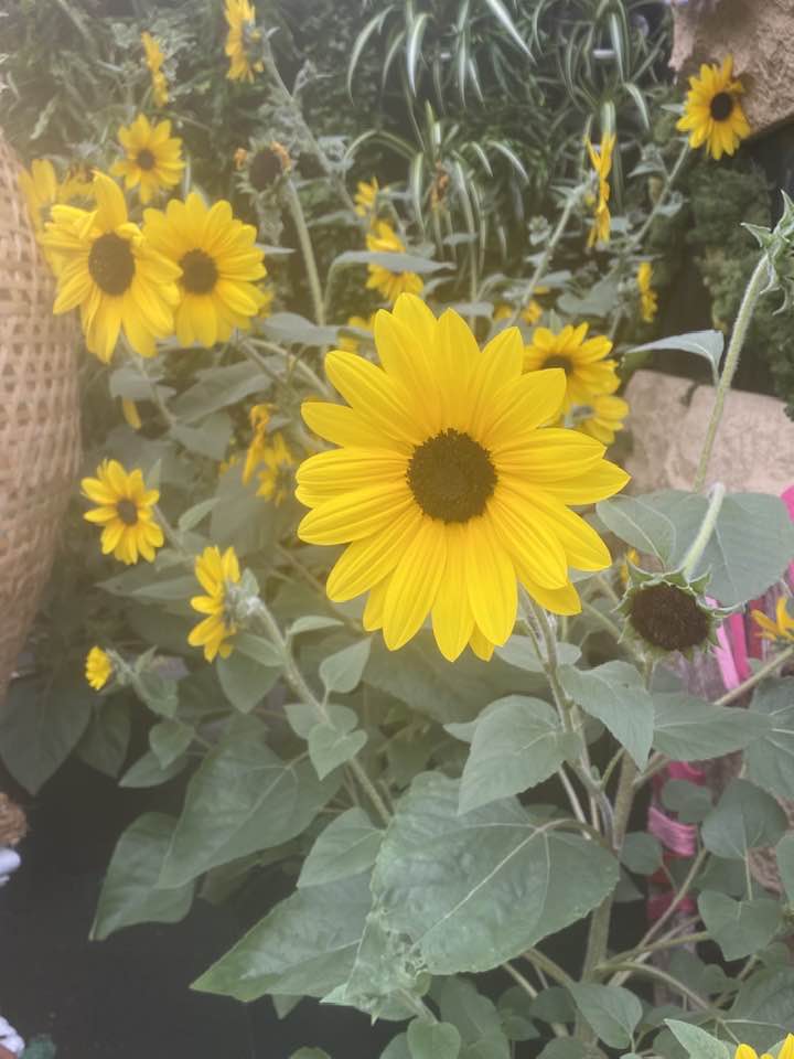 Name a Japanese word that starts with ひ Me first ひまわり:sunflower