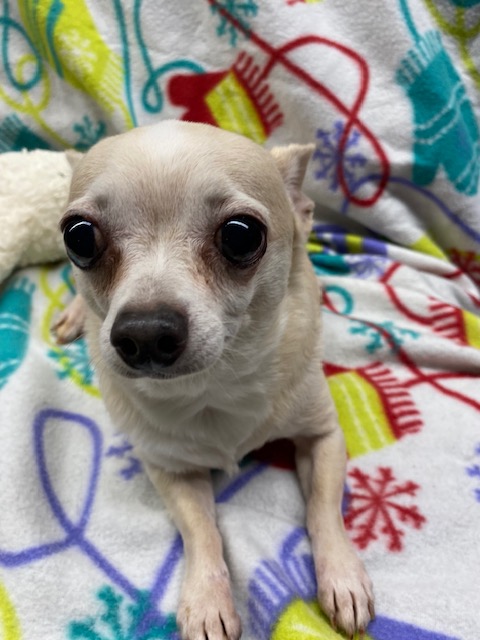 IPAW Inc - Many of you see the adoption photos of the dogs...