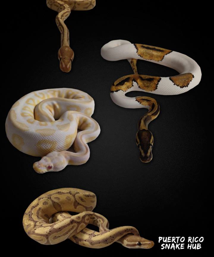 Puerto Rico Snake hub
